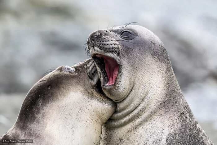 Two seals having a dramatic, funny interaction in the Nikon Wildlife Photography Contest