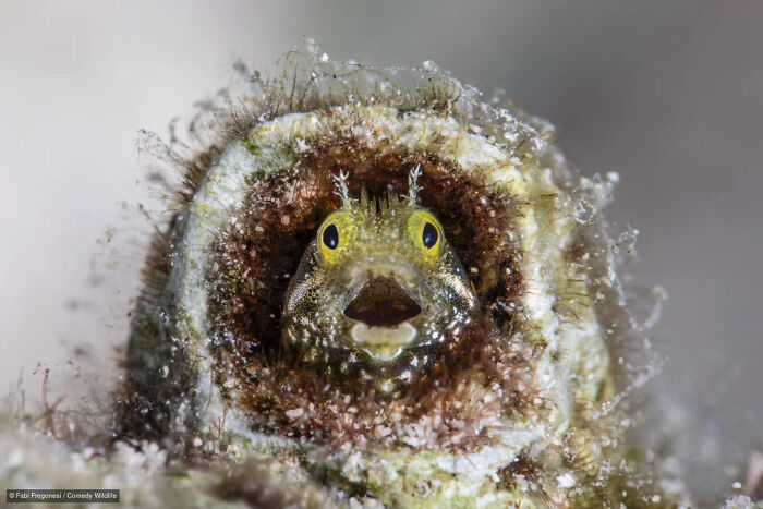 A funny close-up photo of a tiny fish peering out of its home from the Nikon Wildlife Photography Contest.