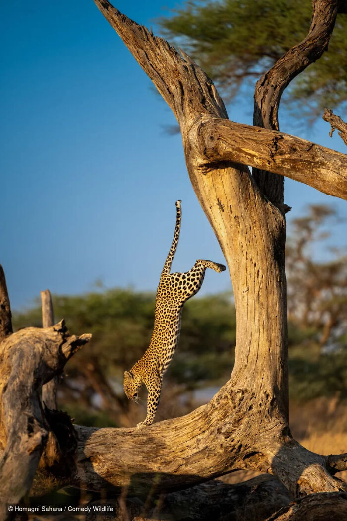A leopard doing a handstand on a tree trunk, a funny photo from the Nikon Wildlife Photography Contest.