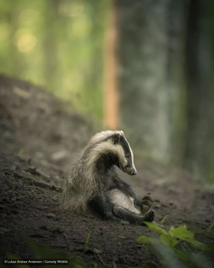 Funny photo of a pensive badger sitting upright from the Nikon Wildlife Photography Contest.