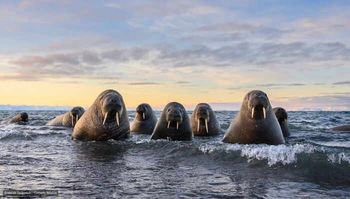 A group of walruses peeking out of the sea water, from the Nikon Wildlife Photography Contest.