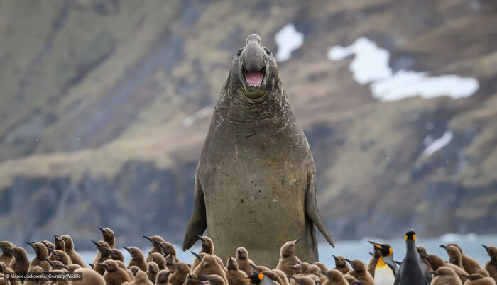 An elephant seal shouting in a crowd of penguins, from the Nikon Wildlife Photography Contest.