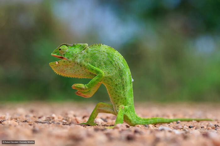 A bright green chameleon strikes a funny kung-fu pose, from the Nikon Wildlife Photography Contest.