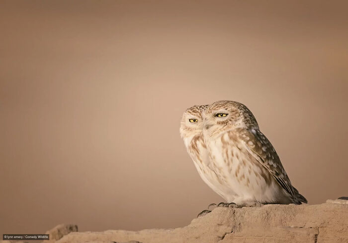 A funny double-headed owl illusion, from the Nikon Wildlife Photography Contest.