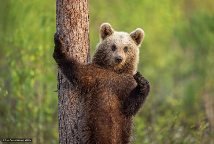 A brown bear waving next to a tree trunk, a entry in the Comedy Wildlife Photography Contest.