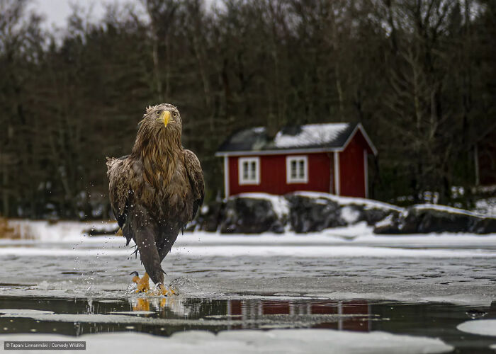An eagle marching with swagger across the ice, featured in a comedy wildlife photography contest.