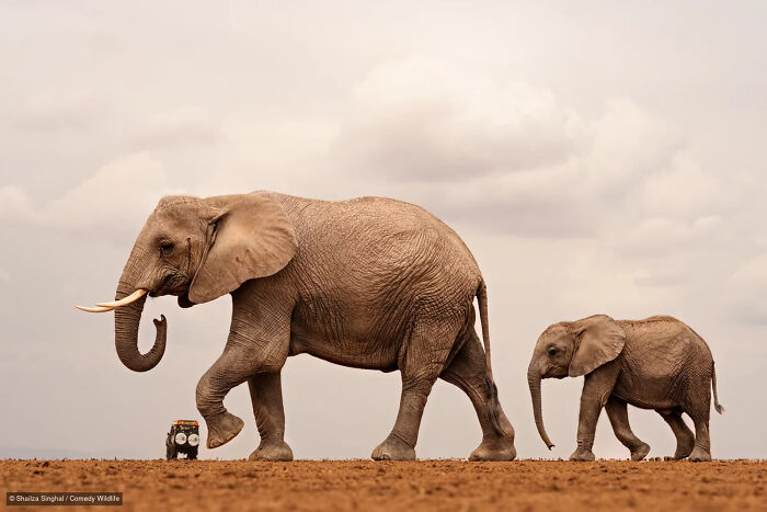 Large elephant and calf walking past a tiny toy vehicle, a funny wildlife photo entry