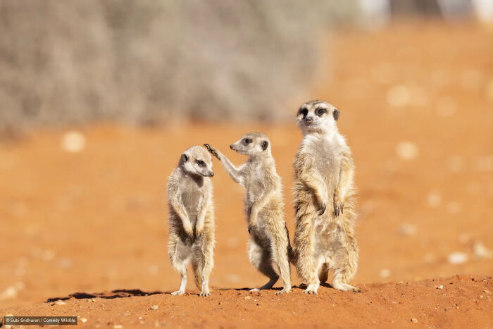 Three meerkats standing in a desert sand, one tapping another on the head in a funny wildlife photo.