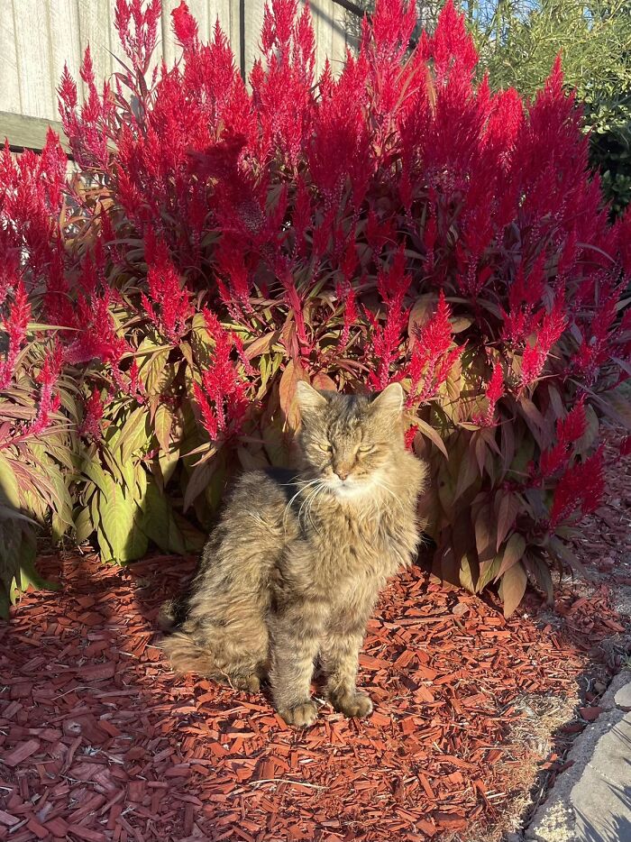 A fluffy brown cat sitting in front of a red bush, telling life stories with pets.