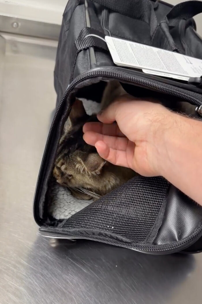 A hand gently petting a shy senior cat inside a soft black cat carrier A hand gently petting a shy senior cat inside a soft black cat carrier