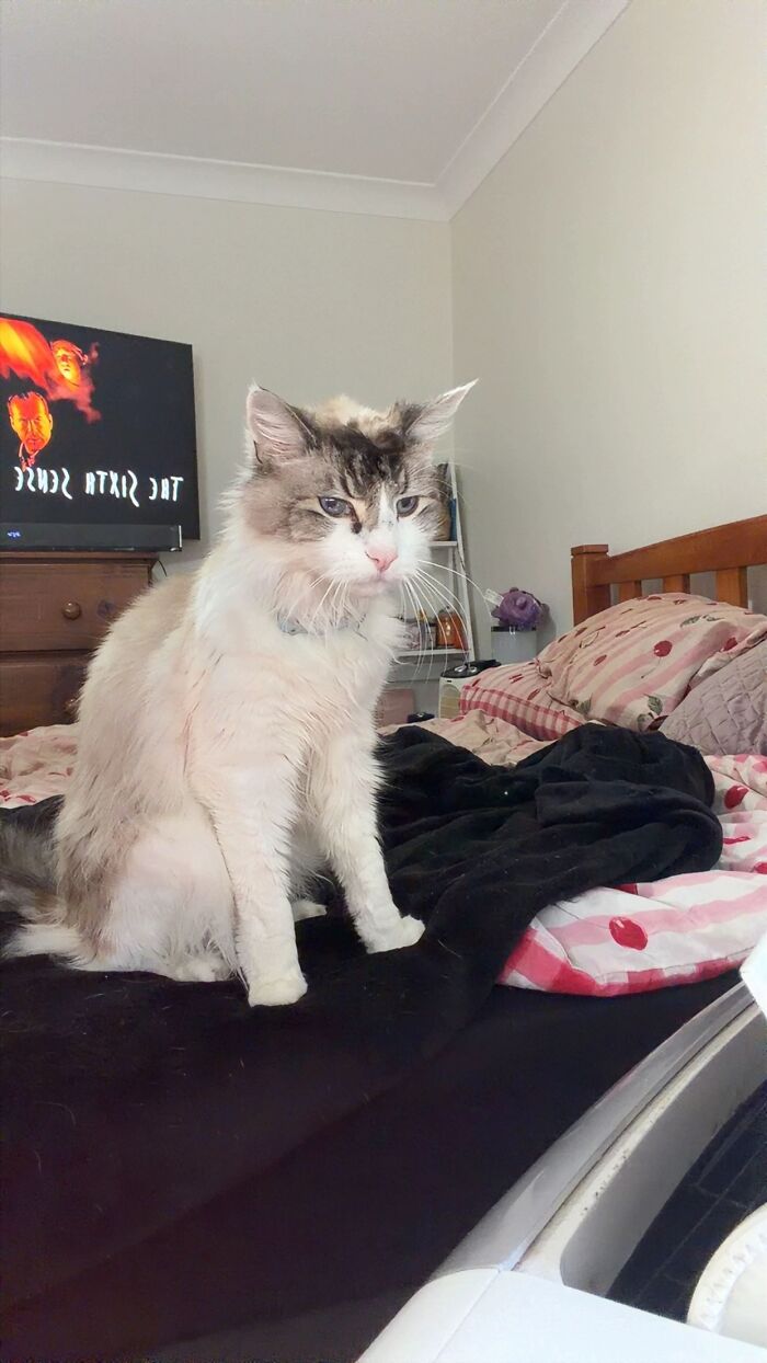 A fluffy white and grey cat sitting on a bed in a cozy room, celebrating pets.