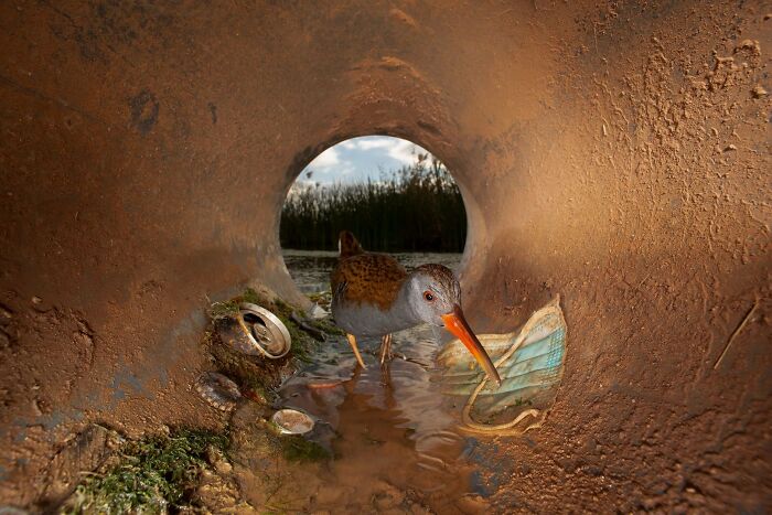 A small bird inside a polluted pipe surrounded by trash, highlighted in Ournature Environmental Photo Awards.