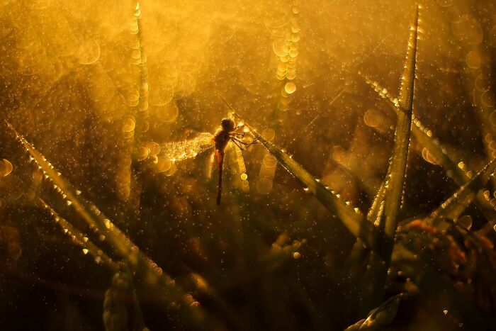 A glowing dragonfly resting on grass, featured in the Ournature Environmental Photo Awards.