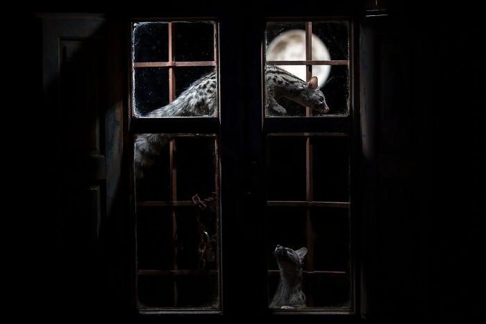 Wild small carnivore looking through a window, featured in the Ournature Environmental Photo Awards.