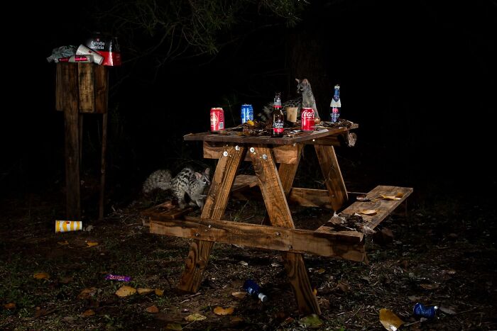 Genet exploring trash on wooden table in Ournature Environmental Photo Awards