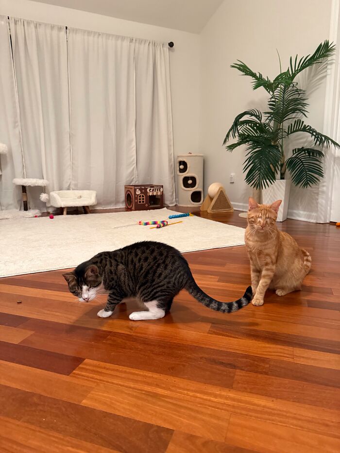 Two rescued blind cats, an orange tabby and a brown tabby, together in their playroom.
