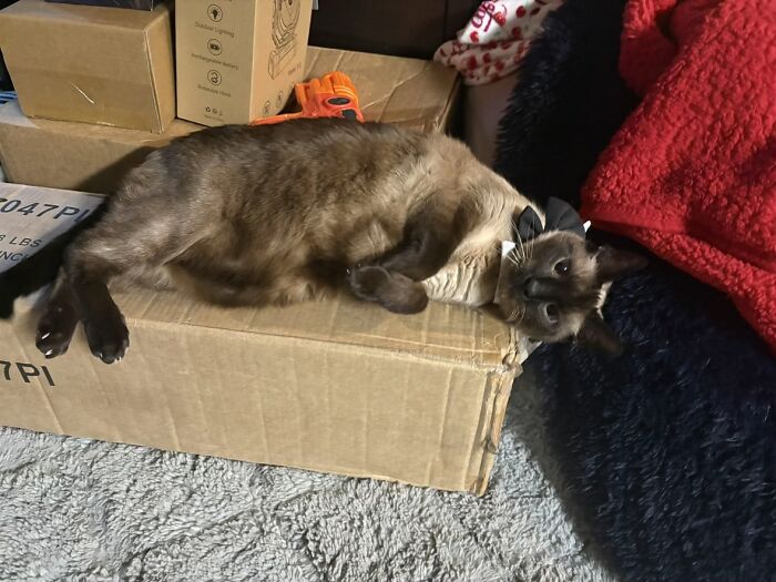 Siamese cat with black bowtie on box in viral TikTok trend of life stories lived alongside pets