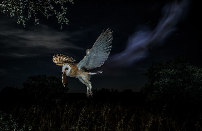 A barn owl flying at night carrying prey in its beak, highlighted in a NPOTY wildlife photo.