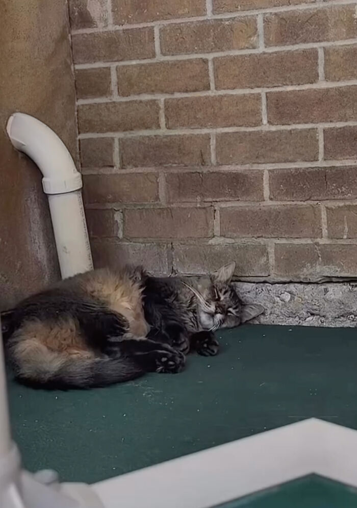 A shy senior cat sleeping on the floor next to a brick wall in a shelter A shy senior cat sleeping on the floor next to a brick wall in a shelter