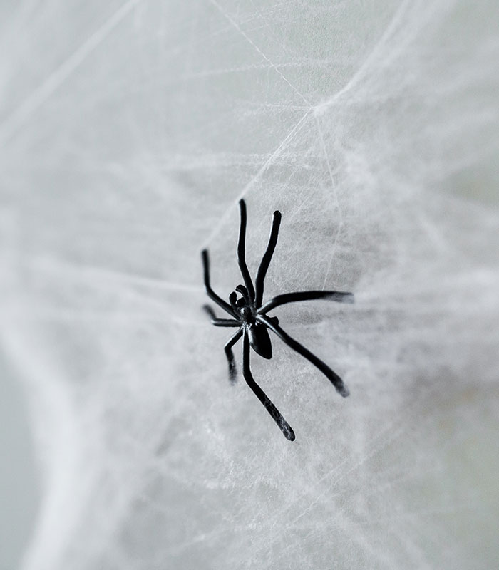 Macro shot of a black spider resting on its white web in a home