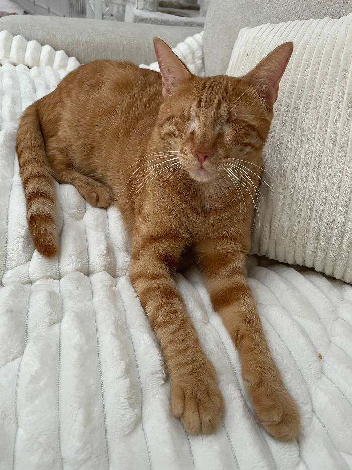 An orange tabby blind cat rescued from Lebanon relaxing on a soft white blanket.