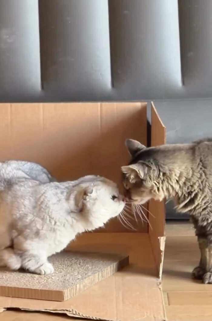 A shy senior cat touching noses with another cat near a cardboard box A shy senior cat touching noses with another cat near a cardboard box