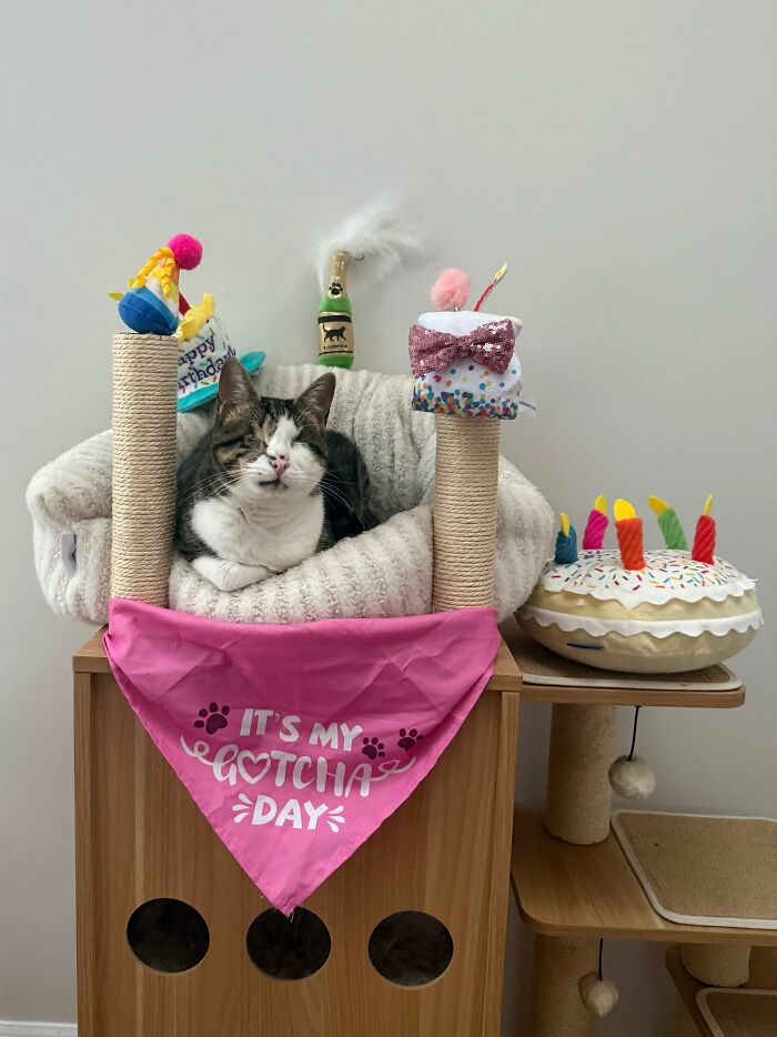 A rescued blind cat sitting in its cat tree with a pink It is My Gotcha Day banner.