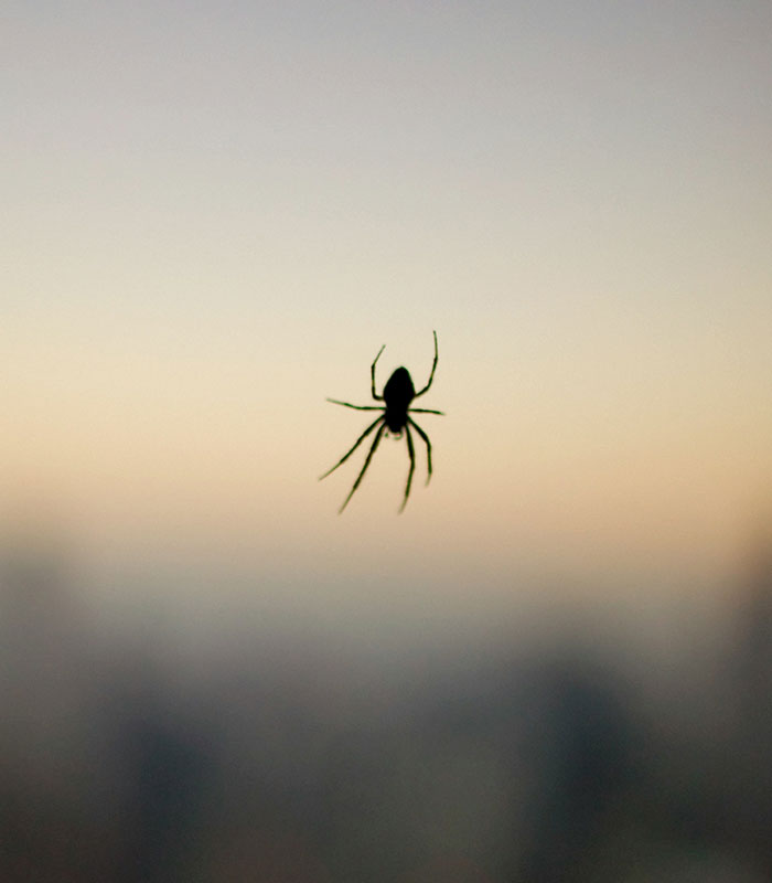 Silhouette of a spider suspended on a web against a sunset sky, reminding guests of spiders in rental homes.
