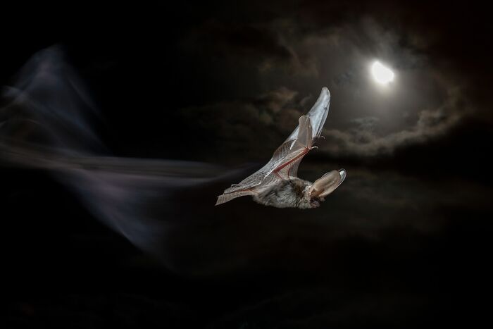 A bat flying against a full moon in the dark night sky, featured in a NPOTY nature shot.