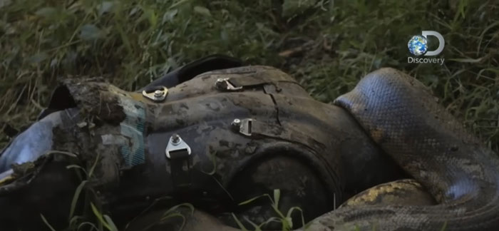 Man Lets A Giant Snake Try To Swallow Him, Says A Much Smaller Animal Hurt Far More