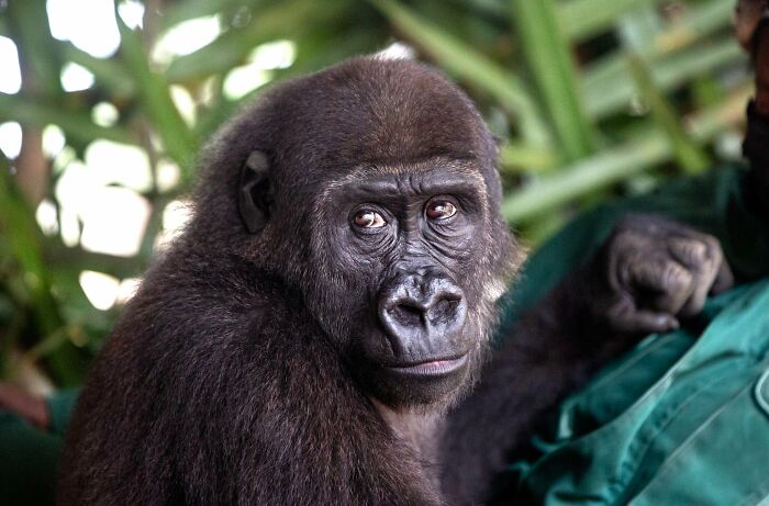 This Heartwarming Animal Rescue Is Proof That Dr. Jane Goodall's Spirit Lives On