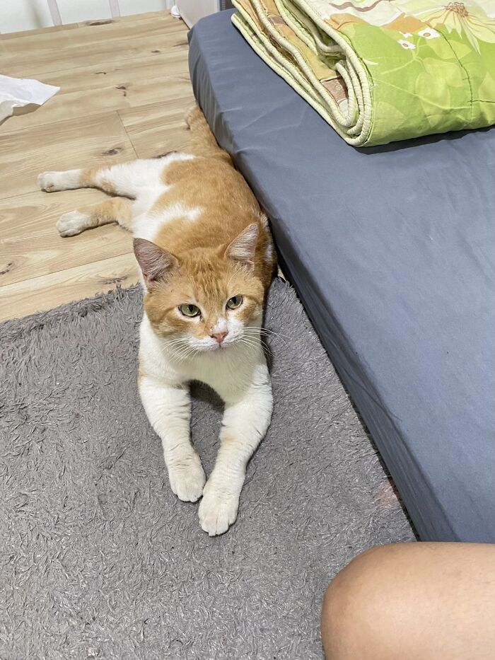 An orange and white cat lying down on a rug next to a bed, showing pet life stories