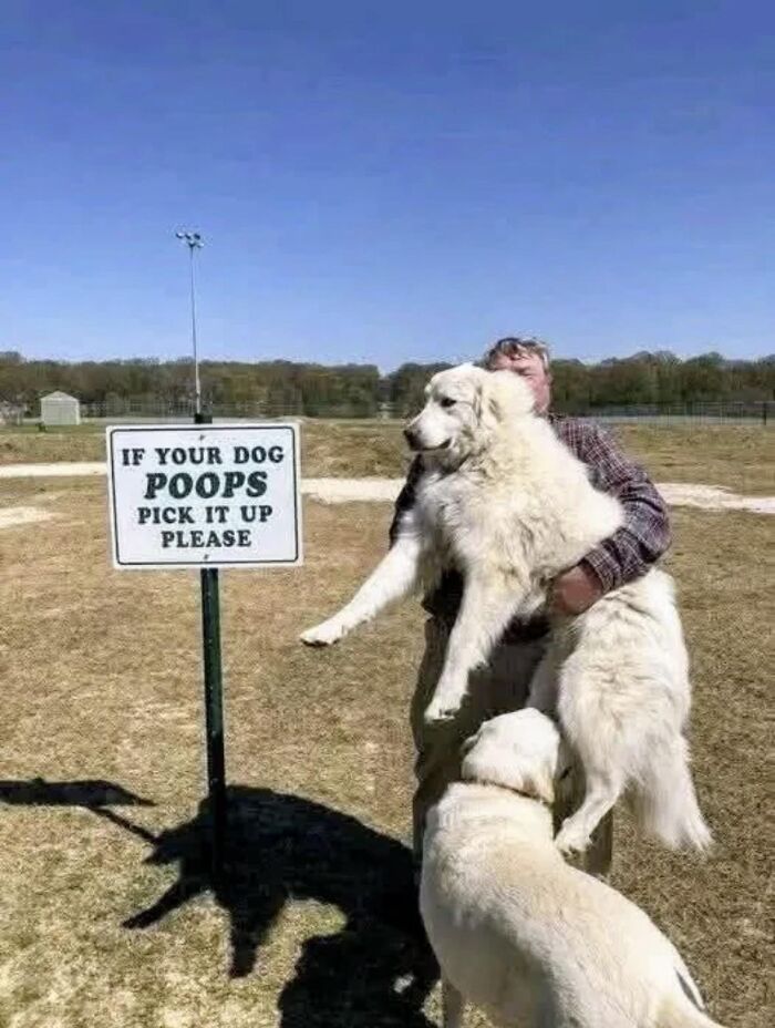 A man holding a large white dog next to absurd signs about picking up after your dog.