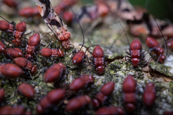 Close-up of disturbing red insects crawling on mossy surface