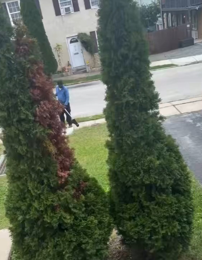 A male neighbor mowing the grass on a property line with evergreen trees in the foreground A male neighbor mowing the grass on a property line with evergreen trees in the foreground