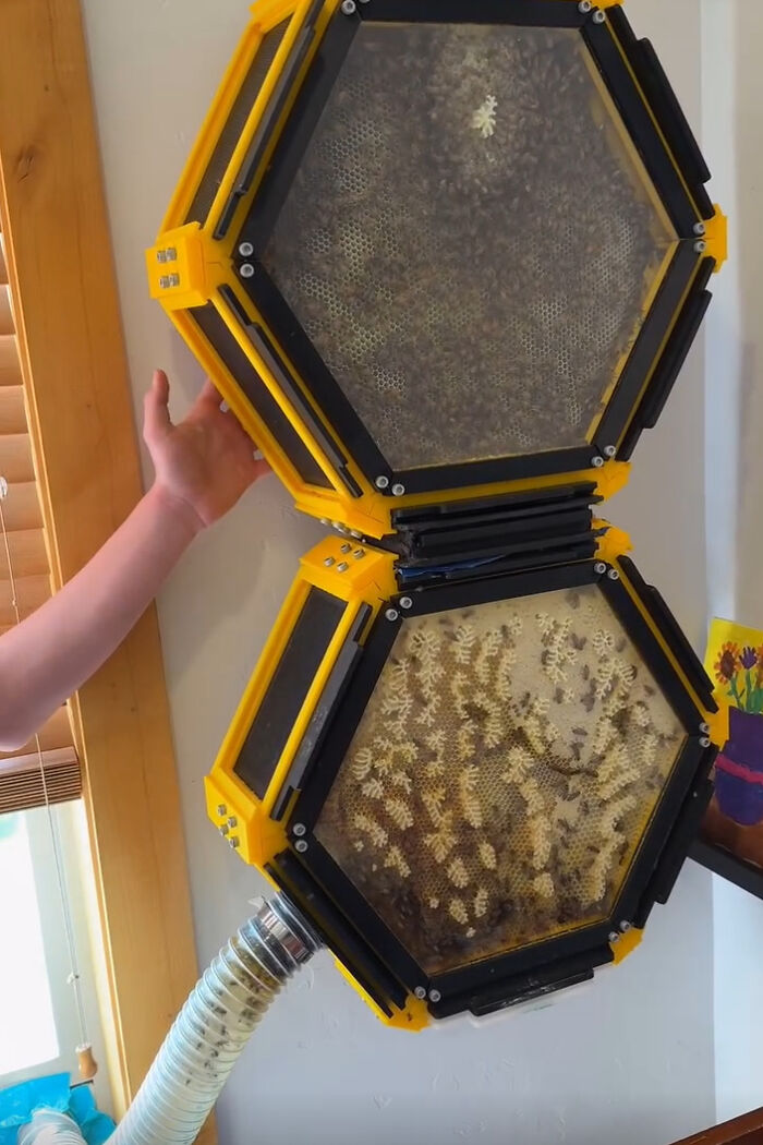 An indoor beehive with a custom yellow 3D printer frame mounted on a wall