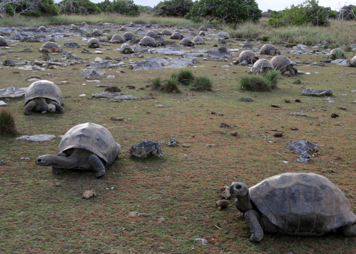 A large group of Aldabra giant tortoises grazing in a grassy, rocky field