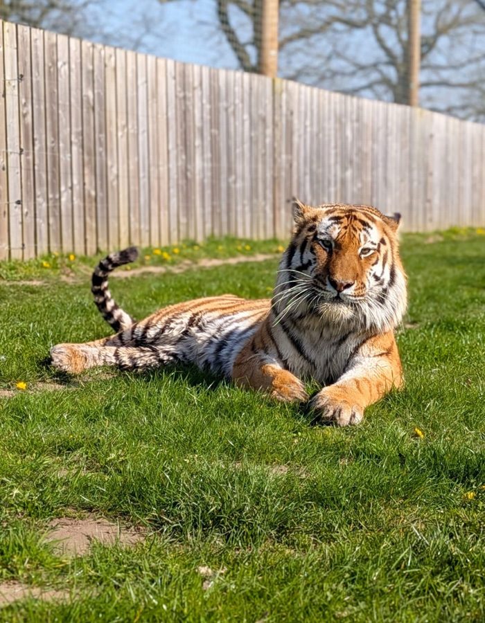 A large tiger resting calmly on green grass inside a wooden fenced tiger enclosure.