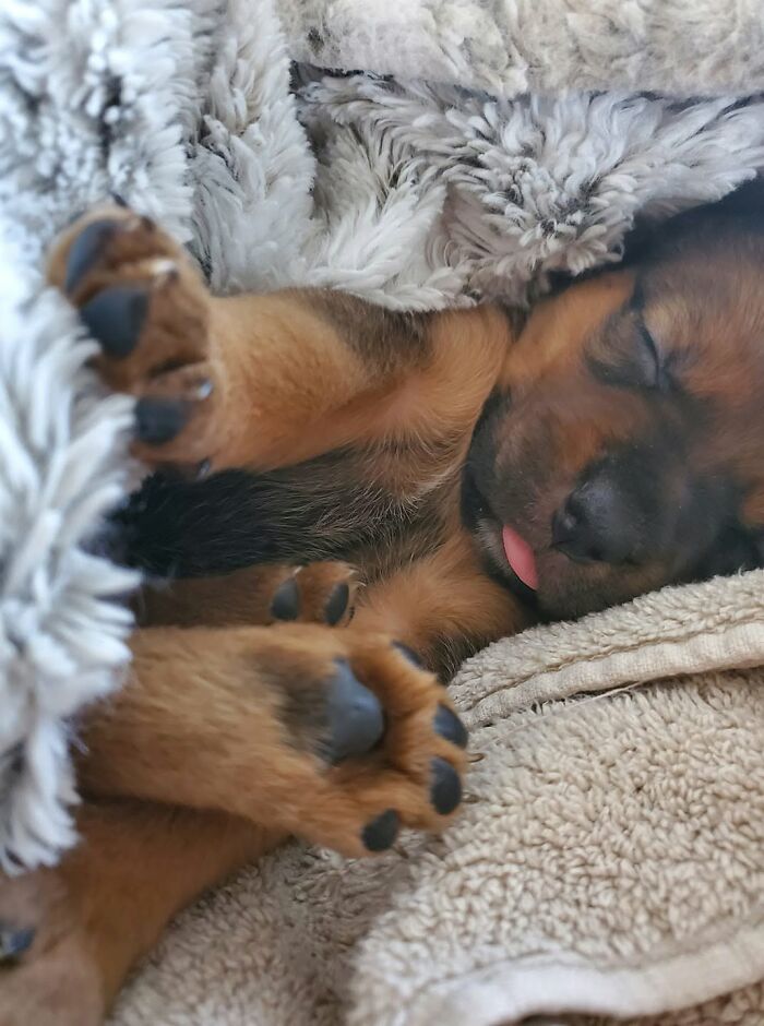 A cute brown sleeping puppy tucked into a cozy blanket with paws visible.