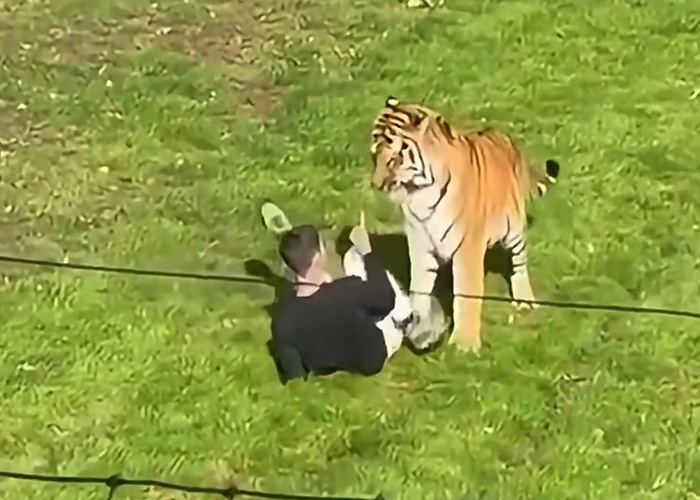 Person lying on grass near tiger in enclosure showing tiger attack incident Person lying on grass near tiger in enclosure showing tiger attack incident