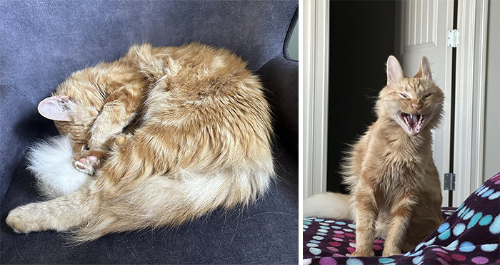 Fluffy orange cat curled up and yawning for funny cat photos