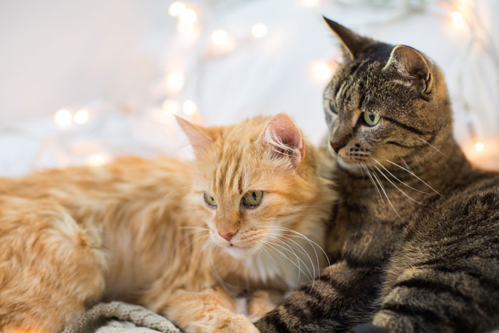 Two cats resting together, reflecting pet custody issues in emotional divorce stories.