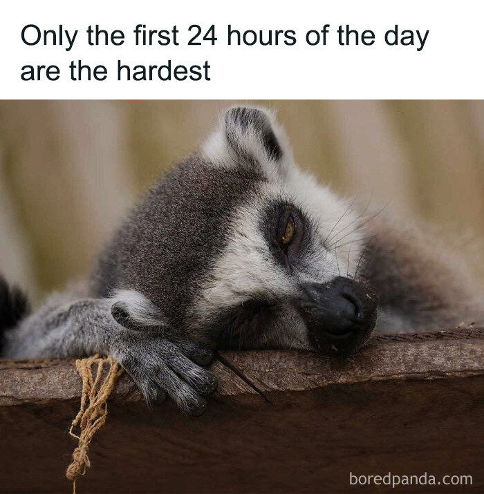 Cute animal memes feature a tired lemur resting its head lazily on a wooden surface.