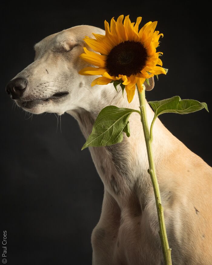 Side profile of a dog posing next to a bright yellow sunflower in a studio setting.