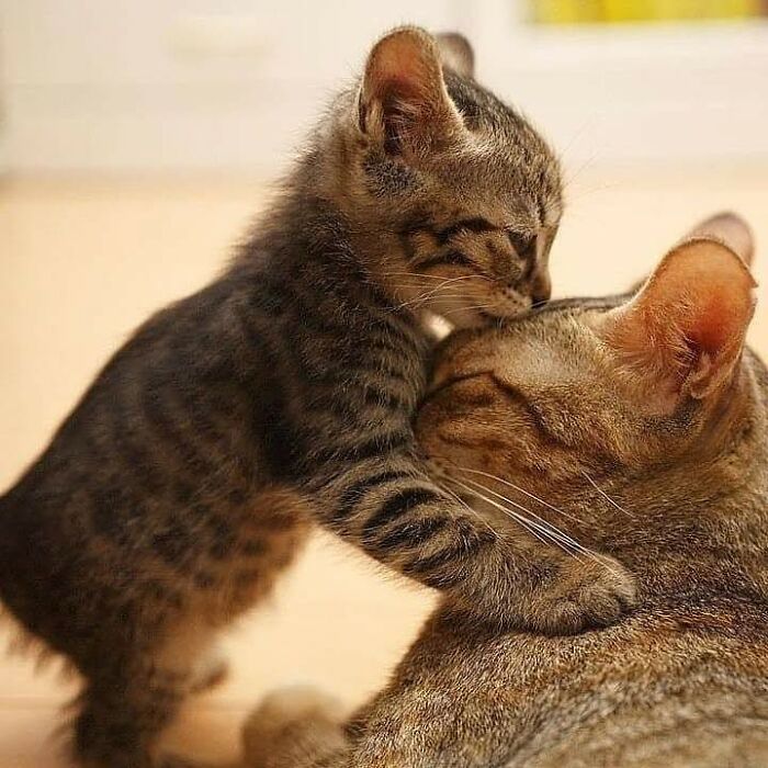 21 Heartwarming Photos Of Mama Cats And Their Kittens That Show A Mother’s Love Is Truly Special