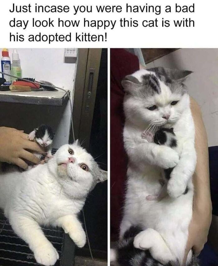 One of many wholesome cat memes featuring a adult white cat cuddling and caring for a tiny adopted kitten.
