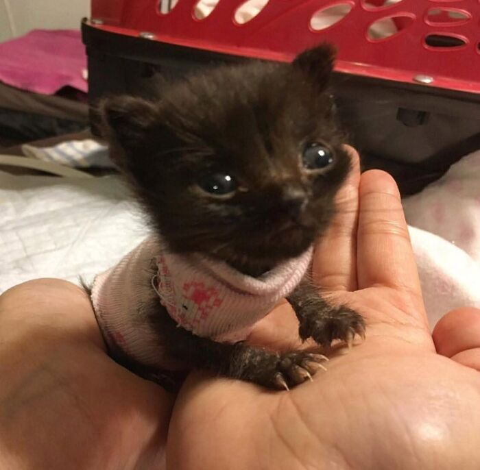 Tiny adorable black cat wearing a miniature sweater resting in a palm.