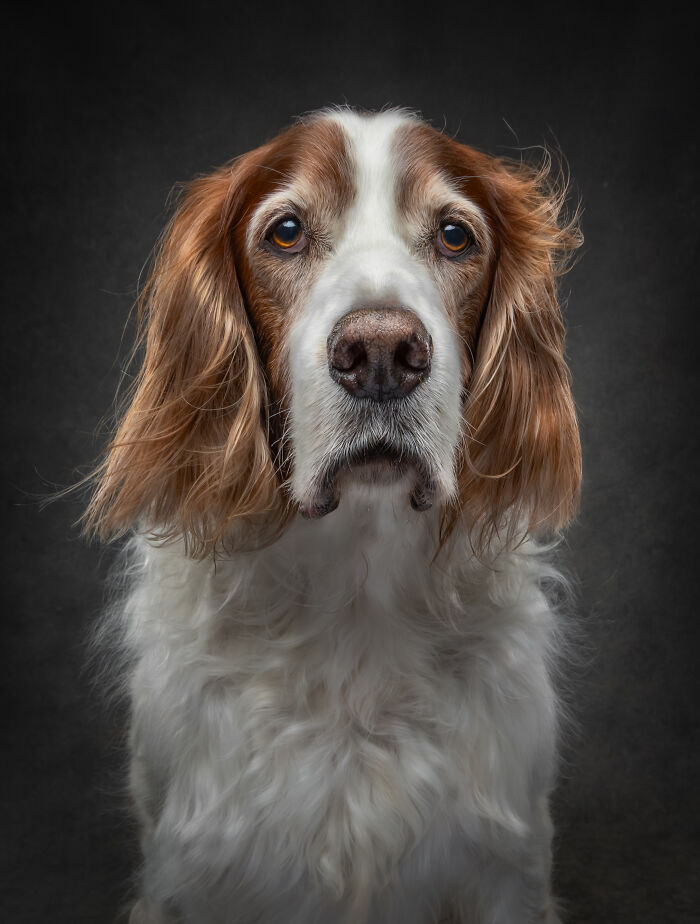 Close-up portrait of a dog with long ears and soft fur showcasing dogs' big personalities