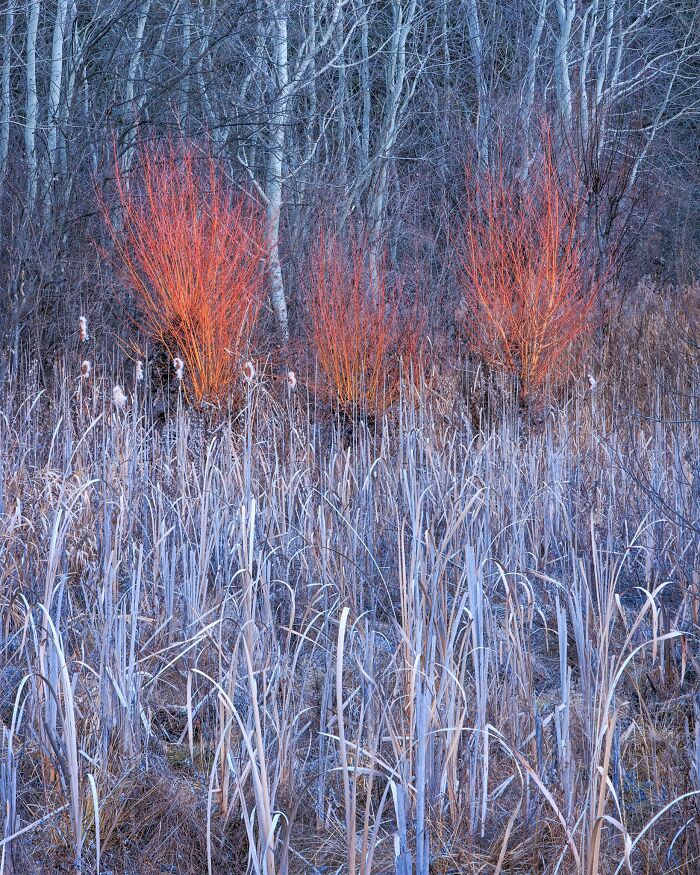 Vibrant orange bushes amongst tall grasses captured for Natural Landscape Photography Awards 2026