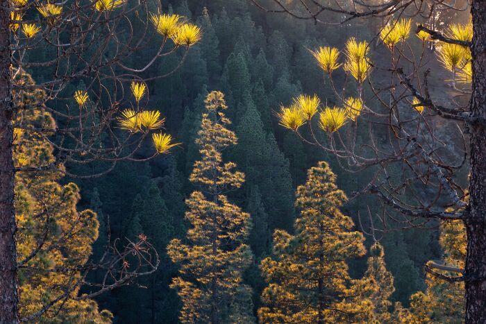 Close-up view of pine needles lit by sunlight against a dark forest in natural landscape photography.